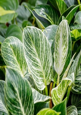 Curated collection Image